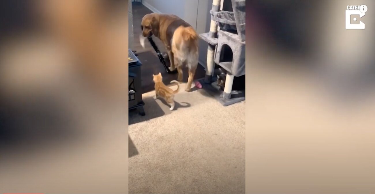 ゴールデンレトリーバー,動画