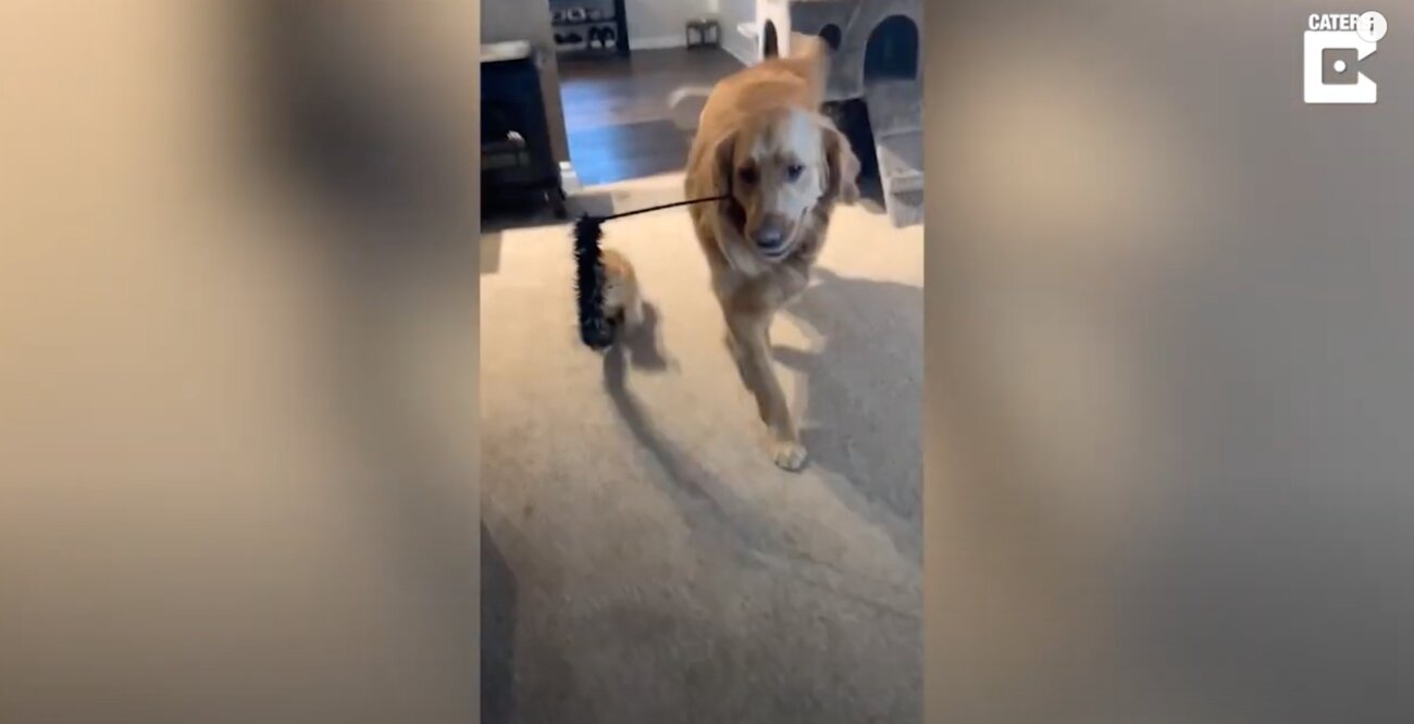 ゴールデンレトリーバー,動画