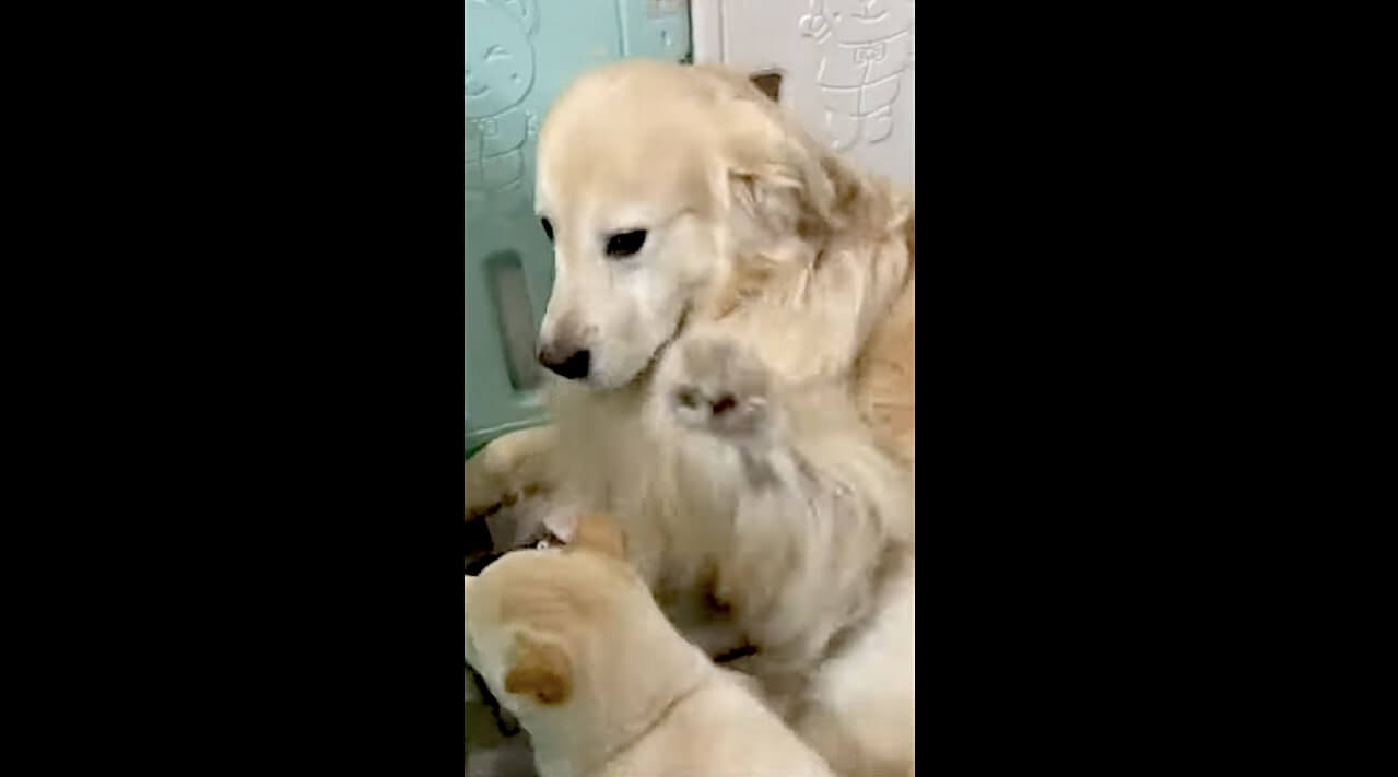 ゴールデンレトリーバー,動画