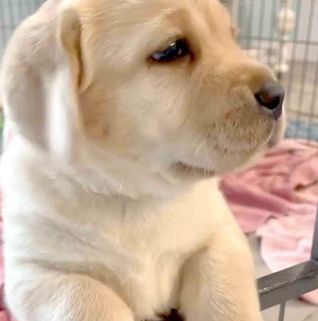 ラブラドールレトリーバー,動画