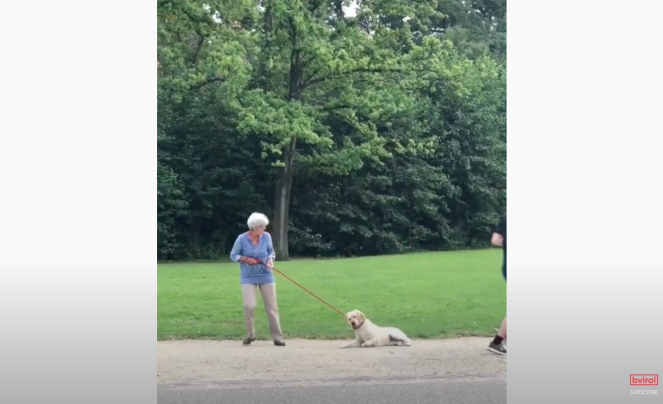 ラブラドールレトリーバー,動画