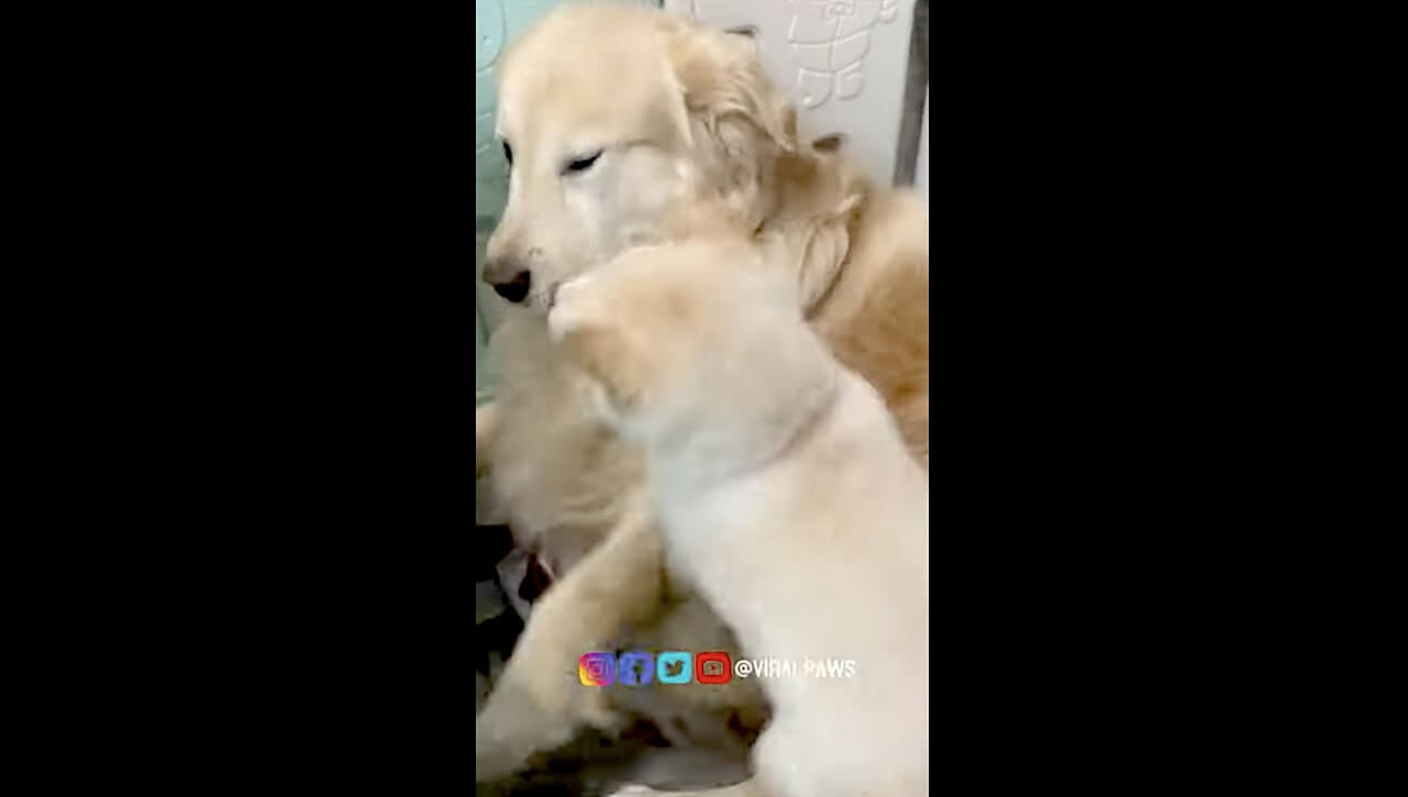 ゴールデンレトリーバー,動画