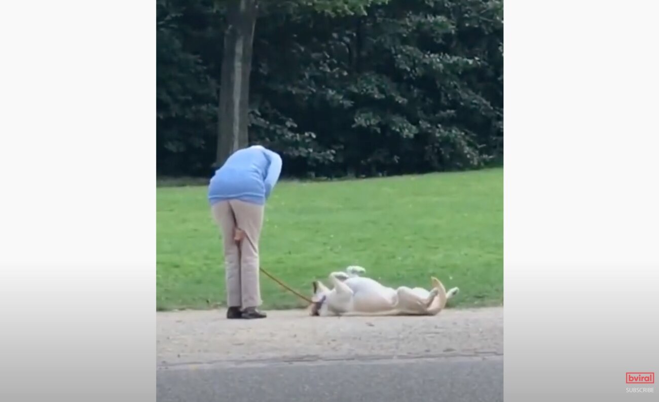 ラブラドールレトリーバー,動画