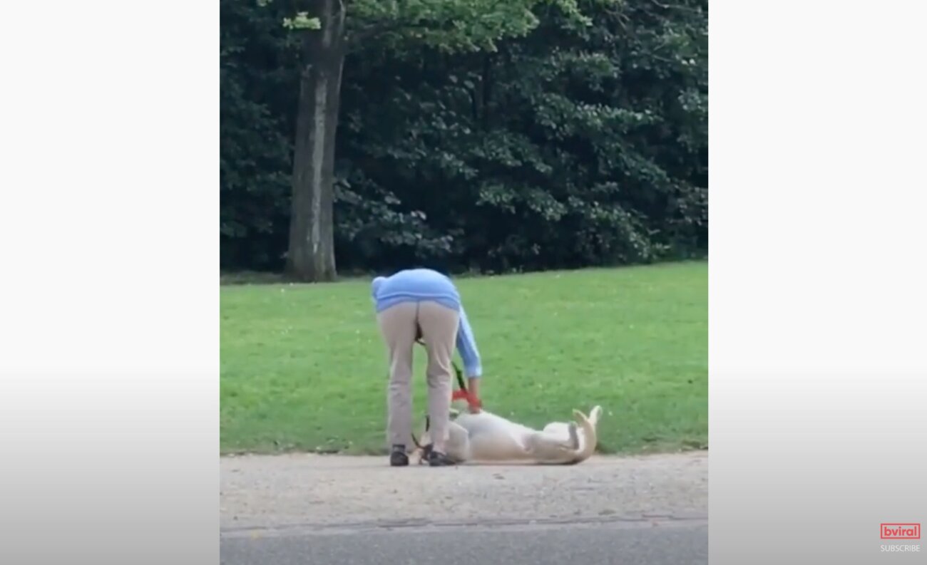 ラブラドールレトリーバー,動画