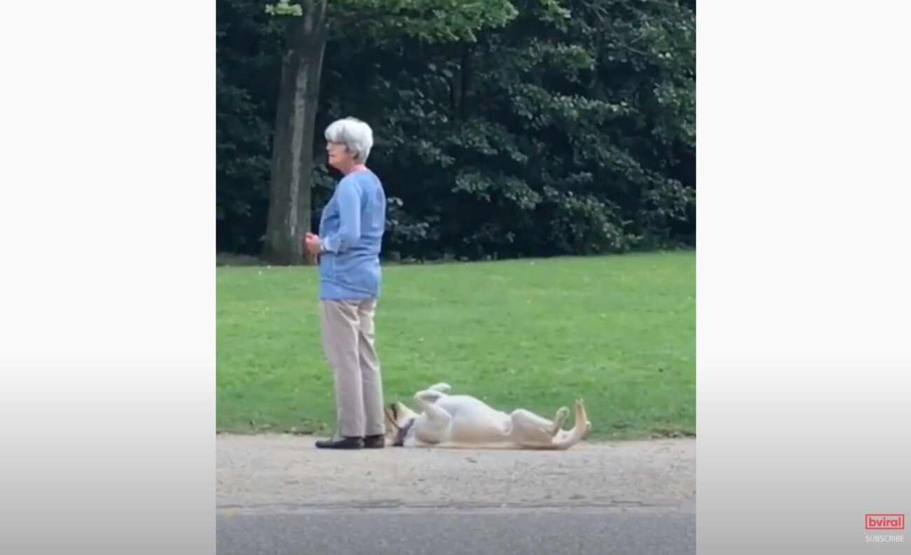 ラブラドールレトリーバー,動画