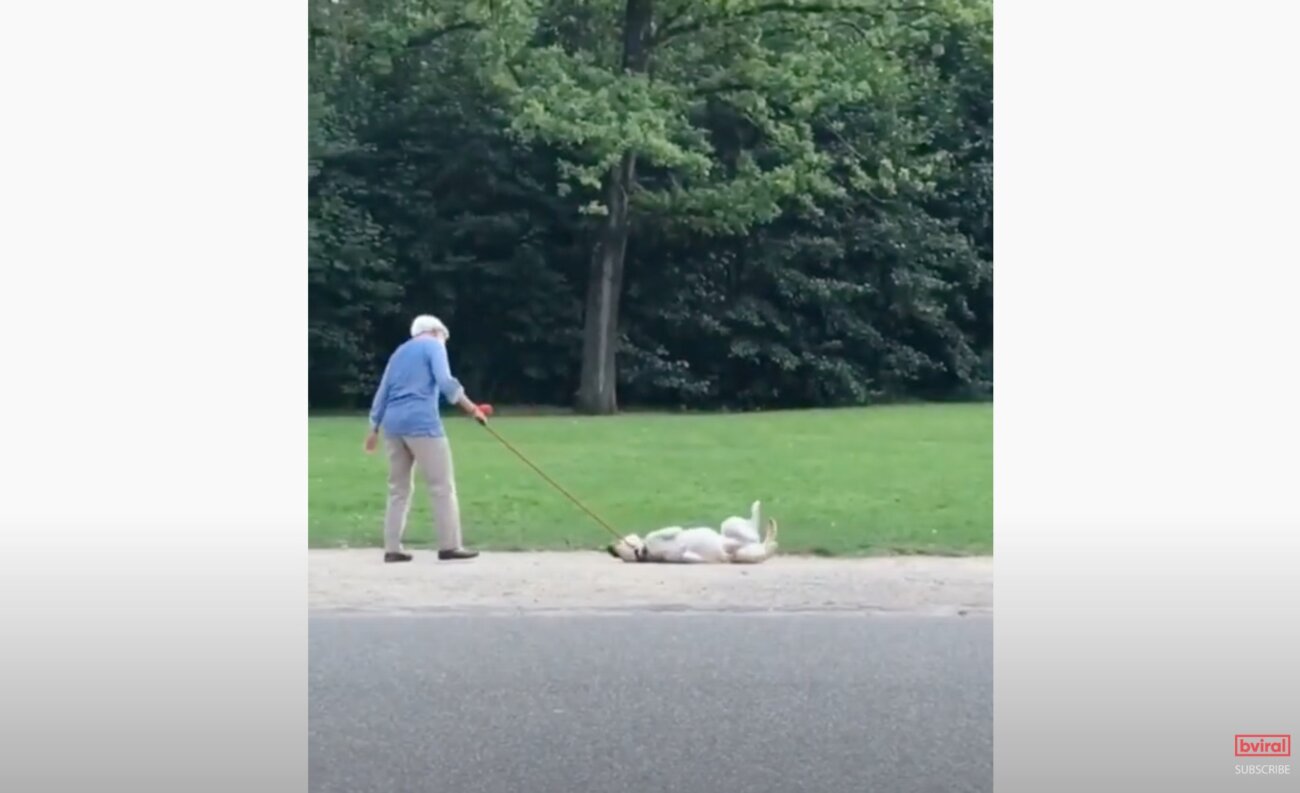 ラブラドールレトリーバー,動画