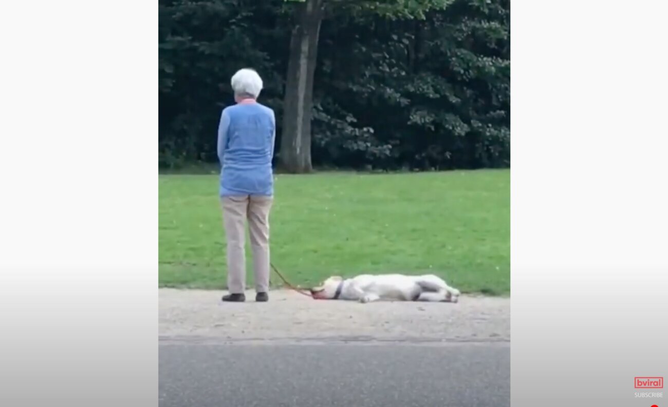 ラブラドールレトリーバー,動画