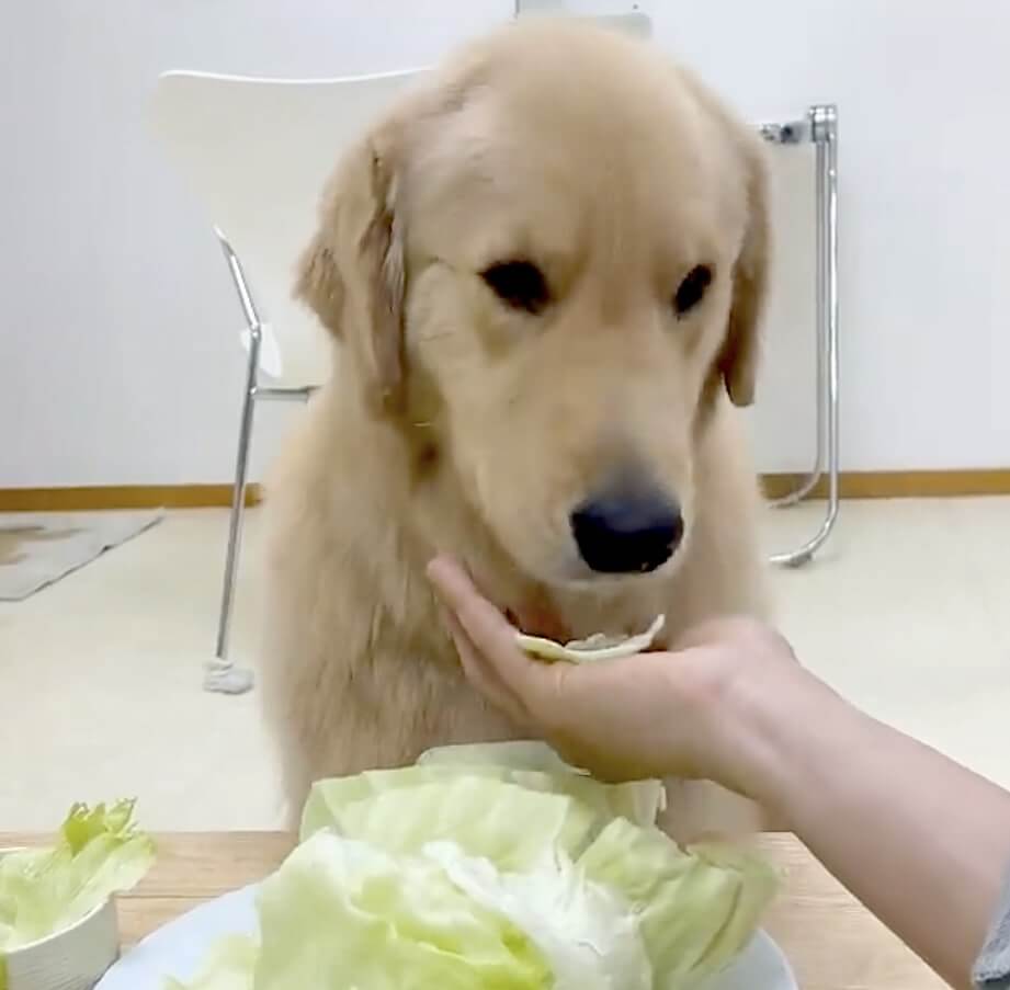 ゴールデンレトリーバー,動画