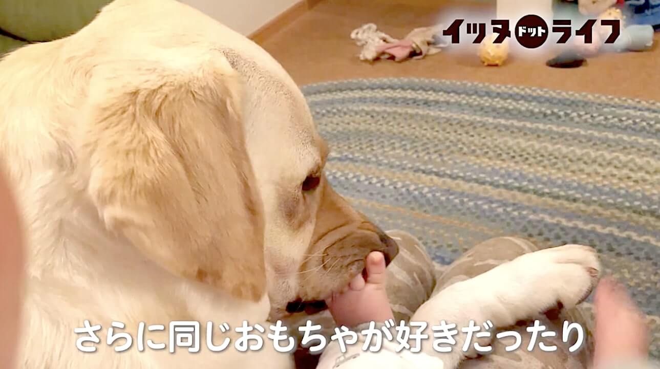 ラブラドール,動画,イッヌドットライフ