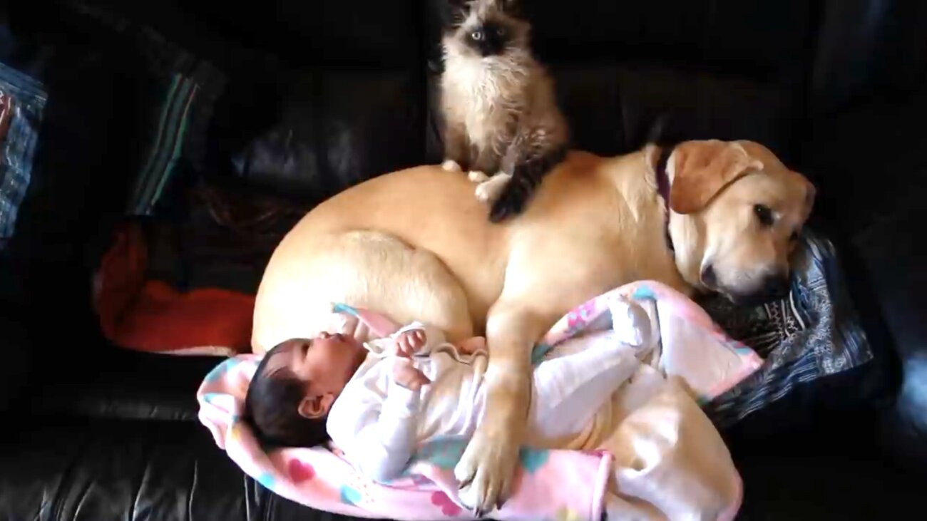 ラブラドールレトリーバー,動画