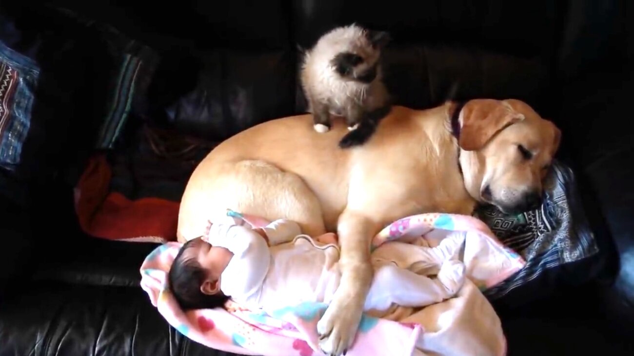 ラブラドールレトリーバー,動画