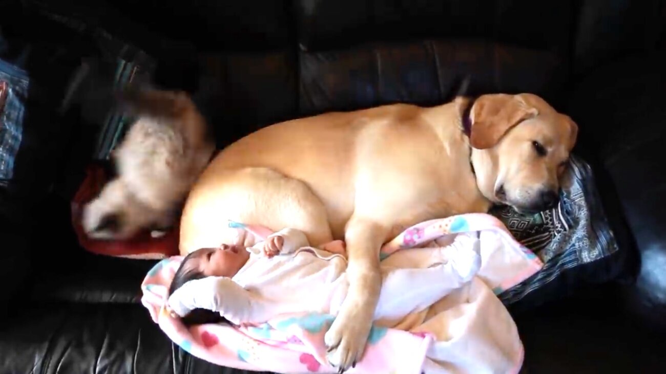 ラブラドールレトリーバー,動画