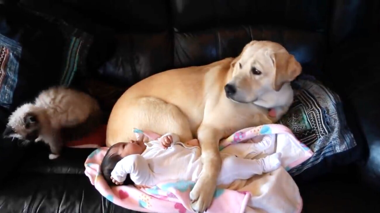 ラブラドールレトリーバー,動画