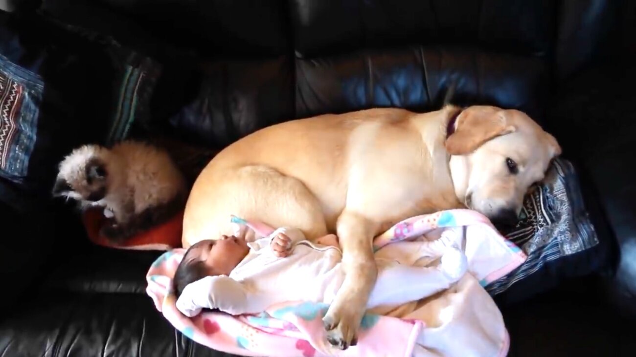 ラブラドールレトリーバー,動画