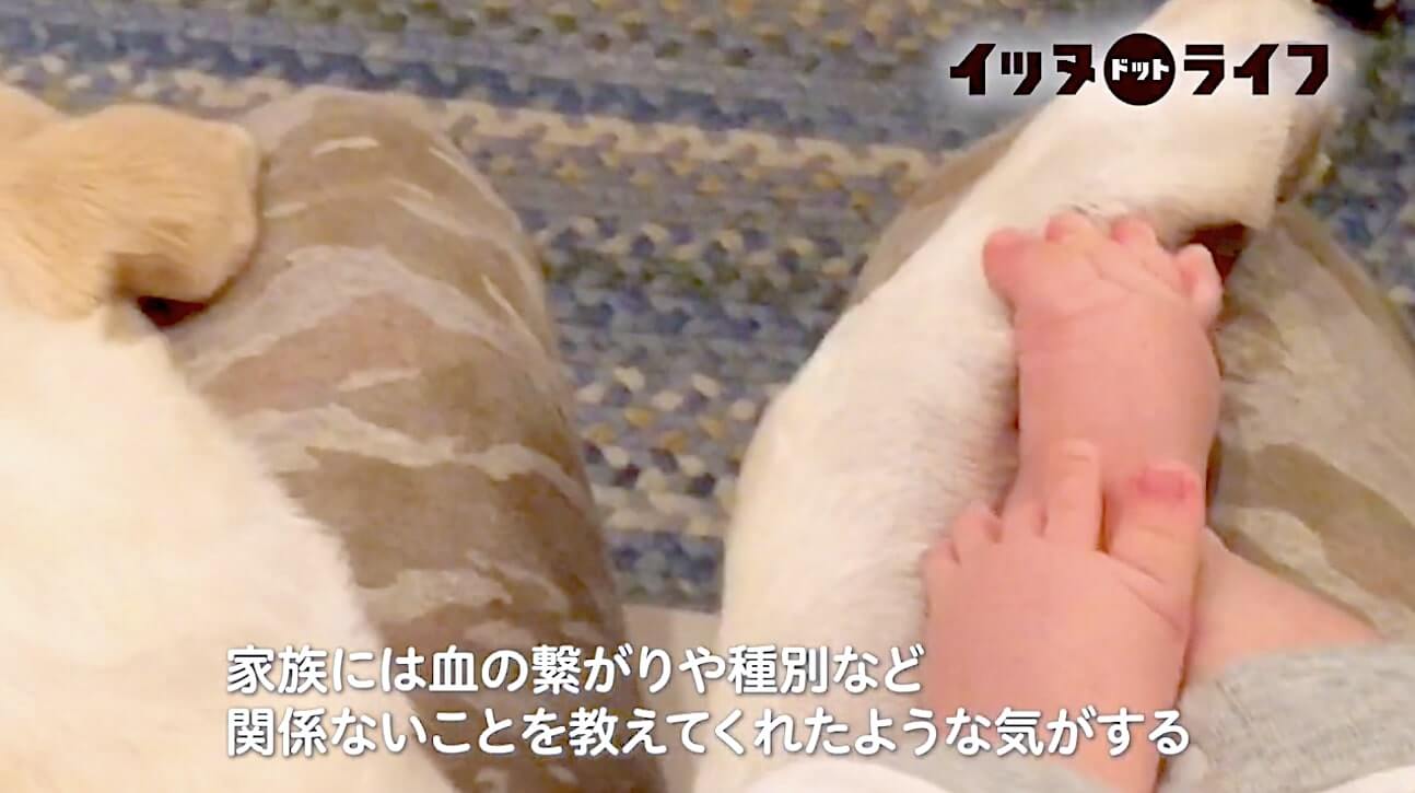 ラブラドール,動画,イッヌドットライフ