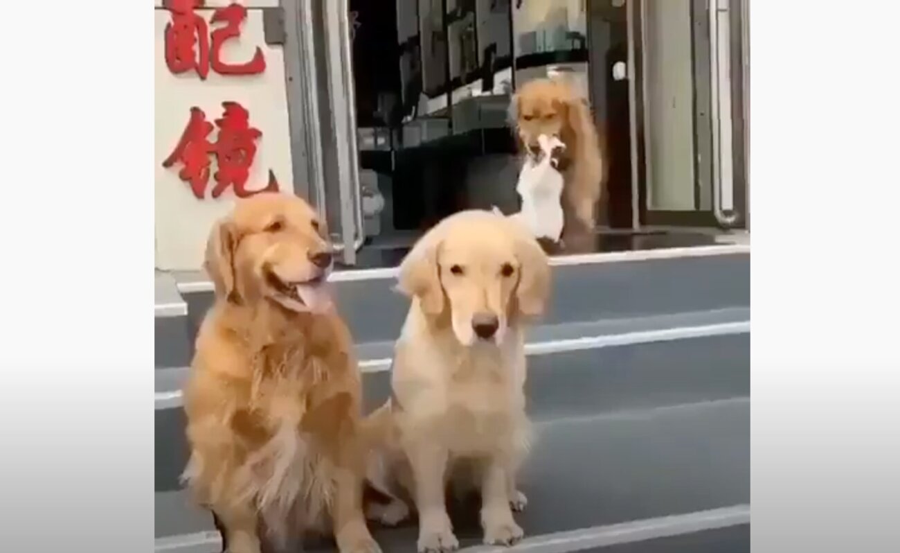 ゴールデンレトリーバー,動画