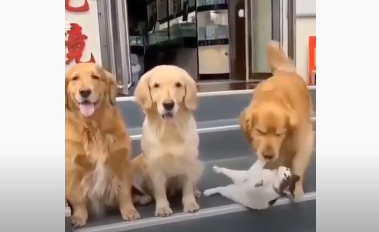 ゴールデンレトリーバー,動画