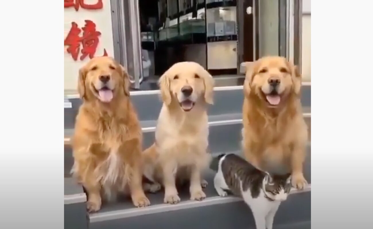 ゴールデンレトリーバー,動画