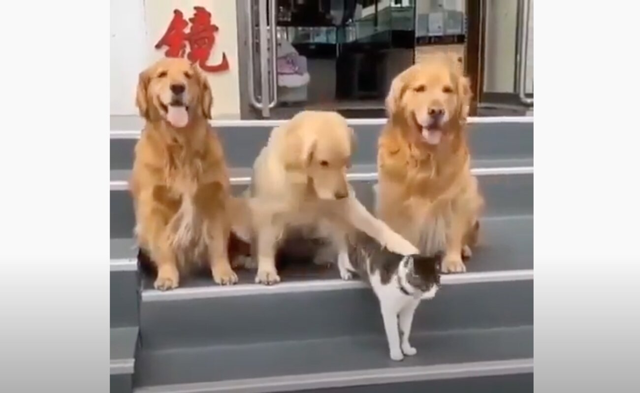 ゴールデンレトリーバー,動画