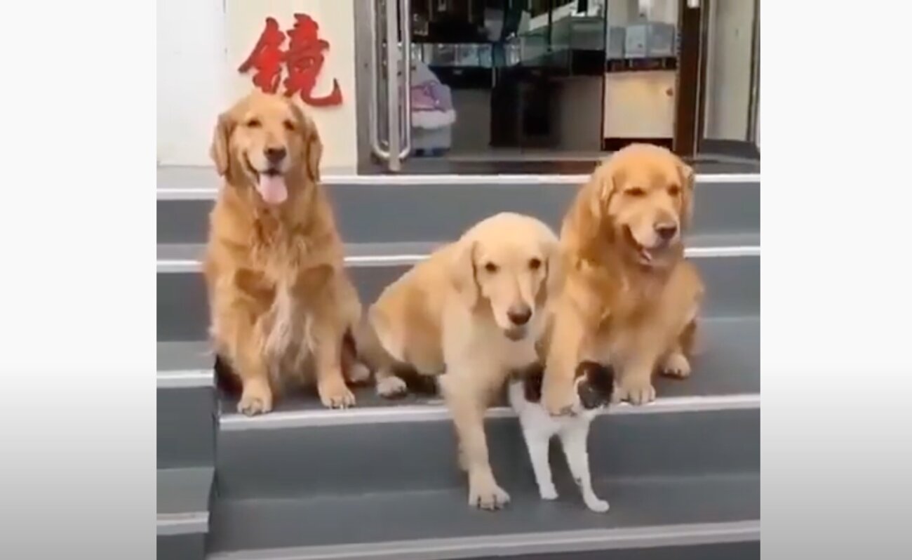 ゴールデンレトリーバー,動画