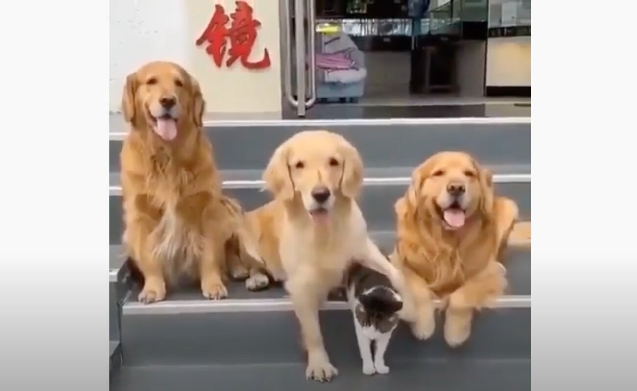 ゴールデンレトリーバー,動画
