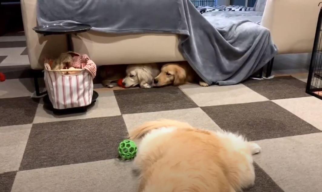 ゴールデンレトリーバー,動画