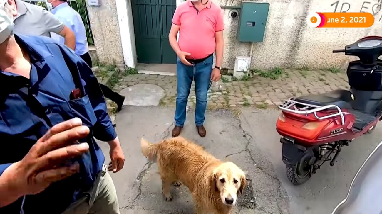 ゴールデンレトリーバー,動画