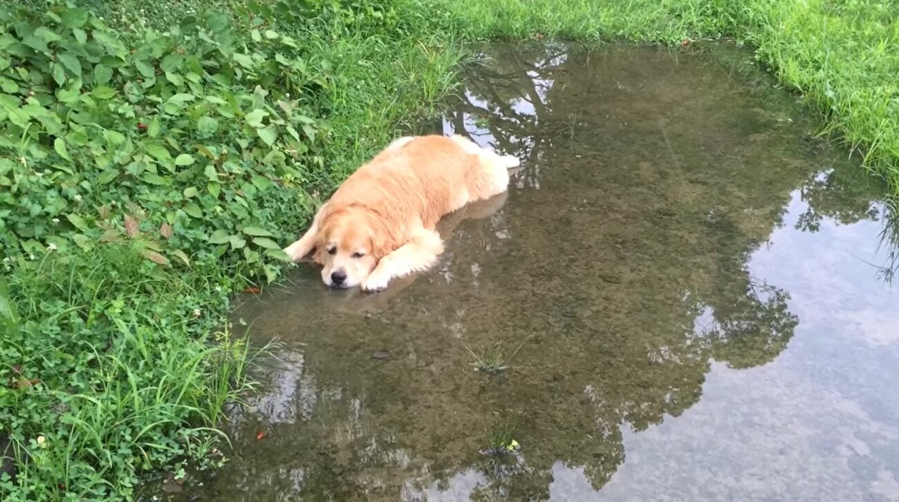 ゴールデンレトリーバー,動画