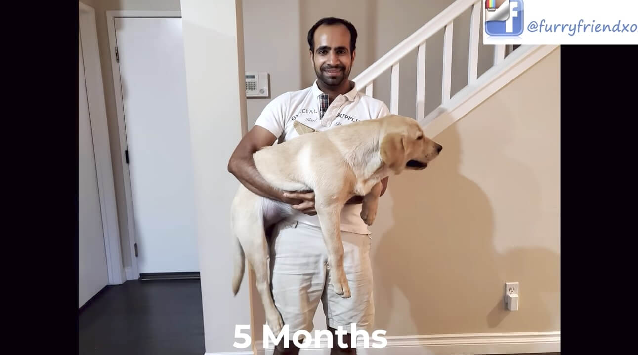 ラブラドールレトリーバー,動画