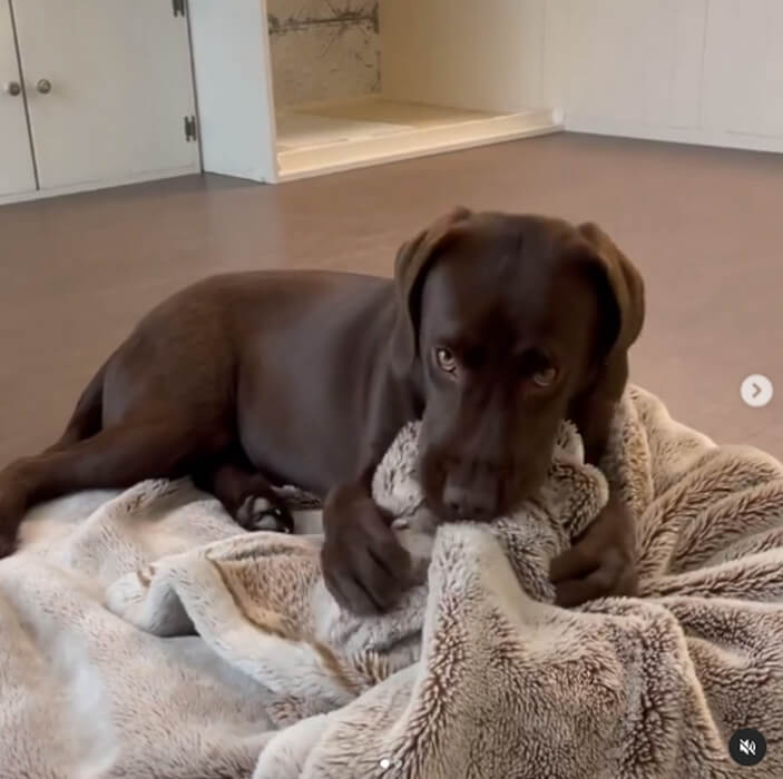 ラブラドールレトリーバー,動画