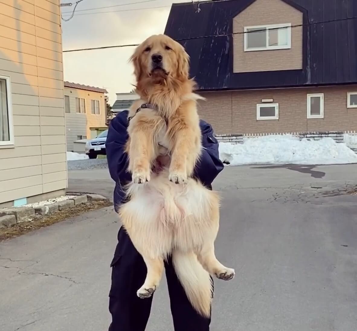 ゴールデンレトリーバー,動画