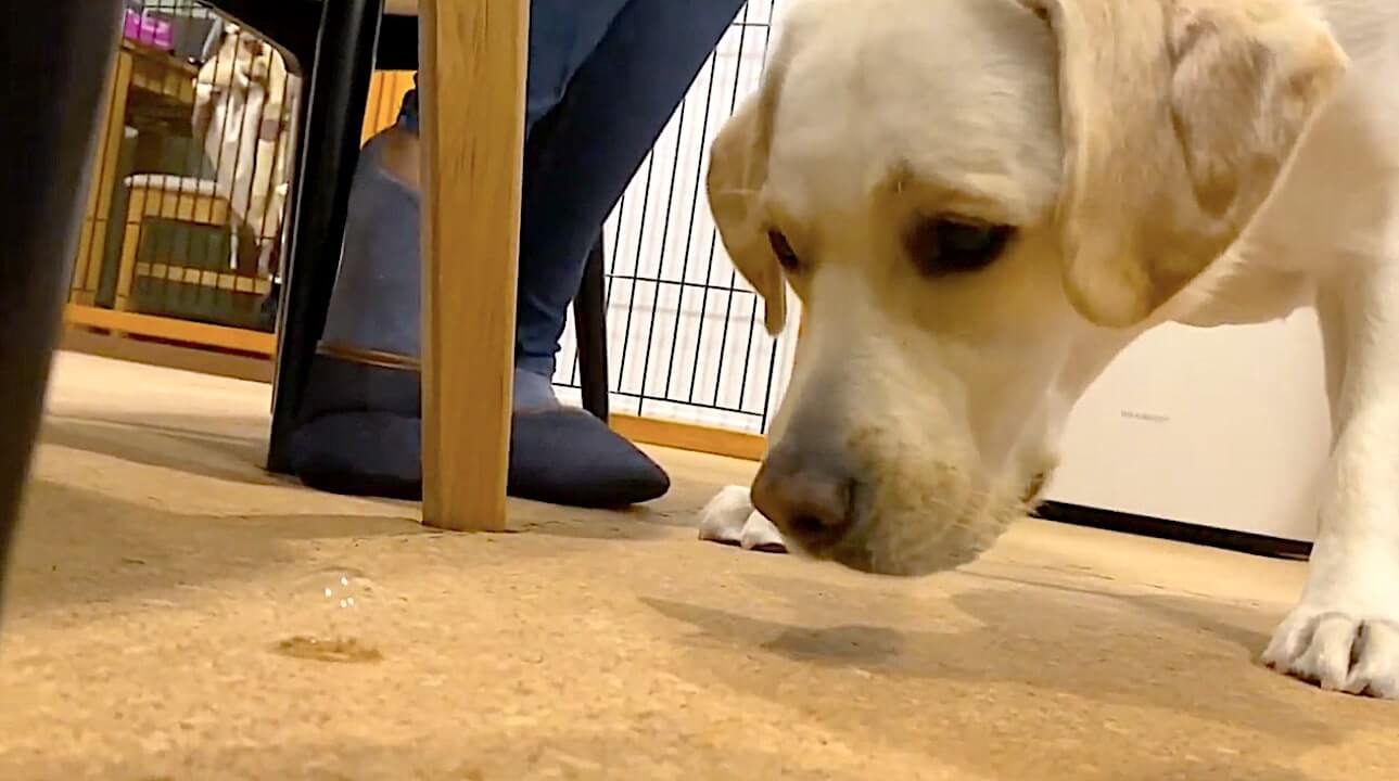 ラブラドールレトリーバー,動画