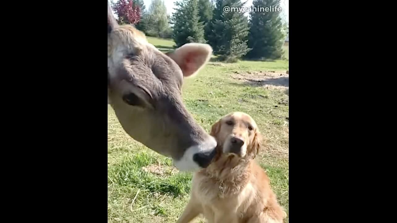 ゴールデンレトリーバー,動画