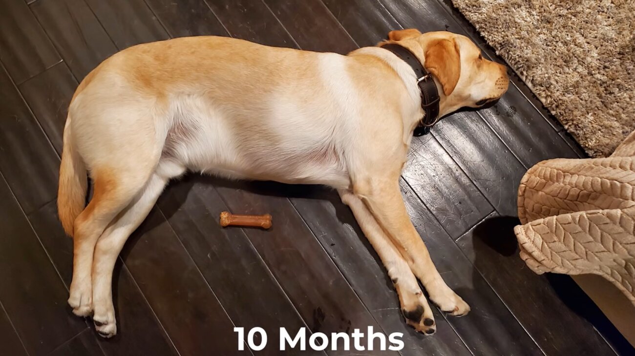 ラブラドールレトリーバー,動画