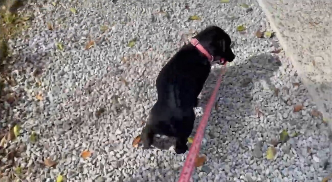 ラブラドールレトリーバー,動画