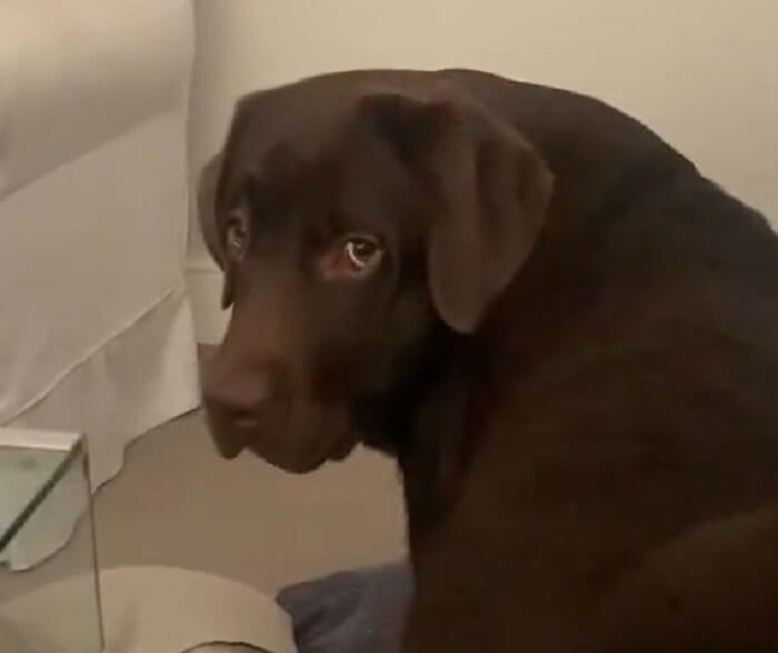 ラブラドールレトリーバー,動画