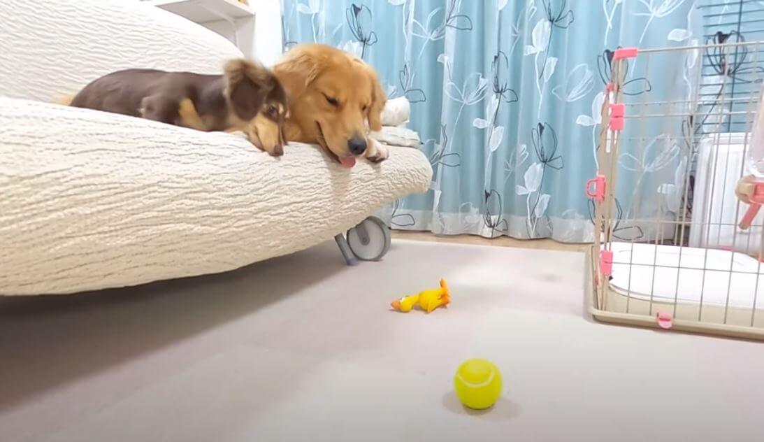 ゴールデンレトリーバー,動画