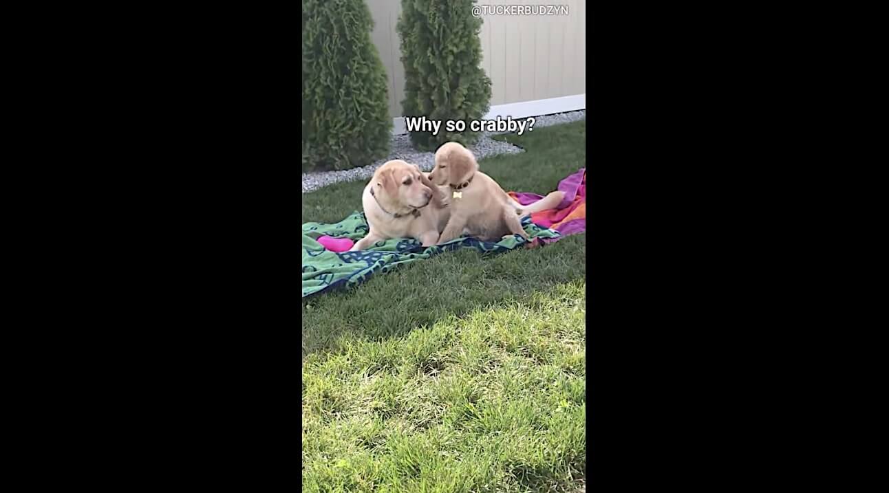 ゴールデンレトリーバー,動画