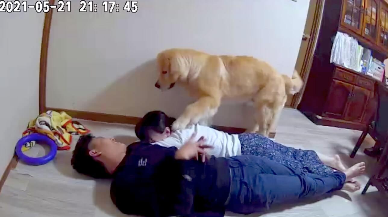 ゴールデンレトリーバー,動画