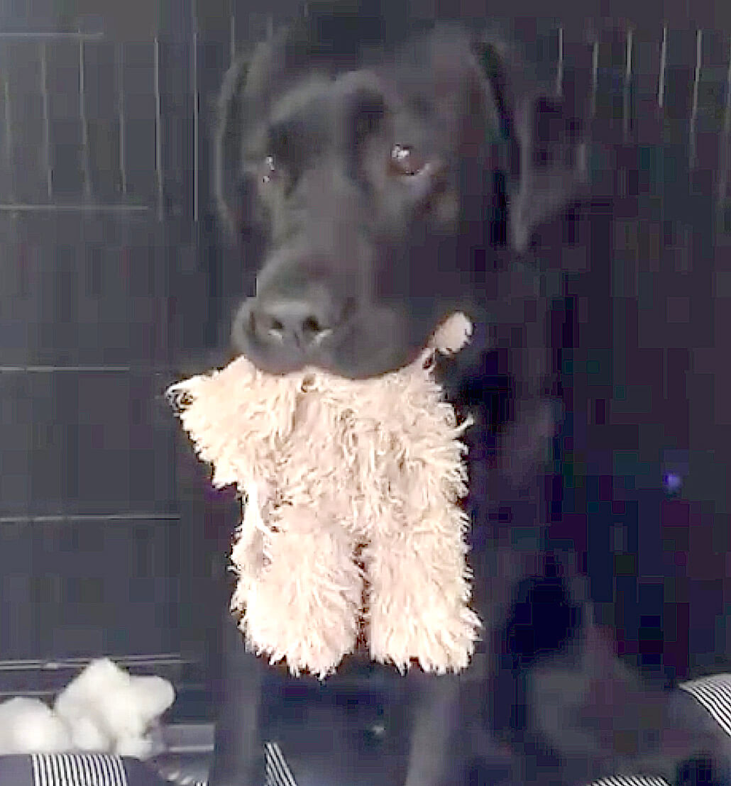 ラブラドールレトリーバー,動画