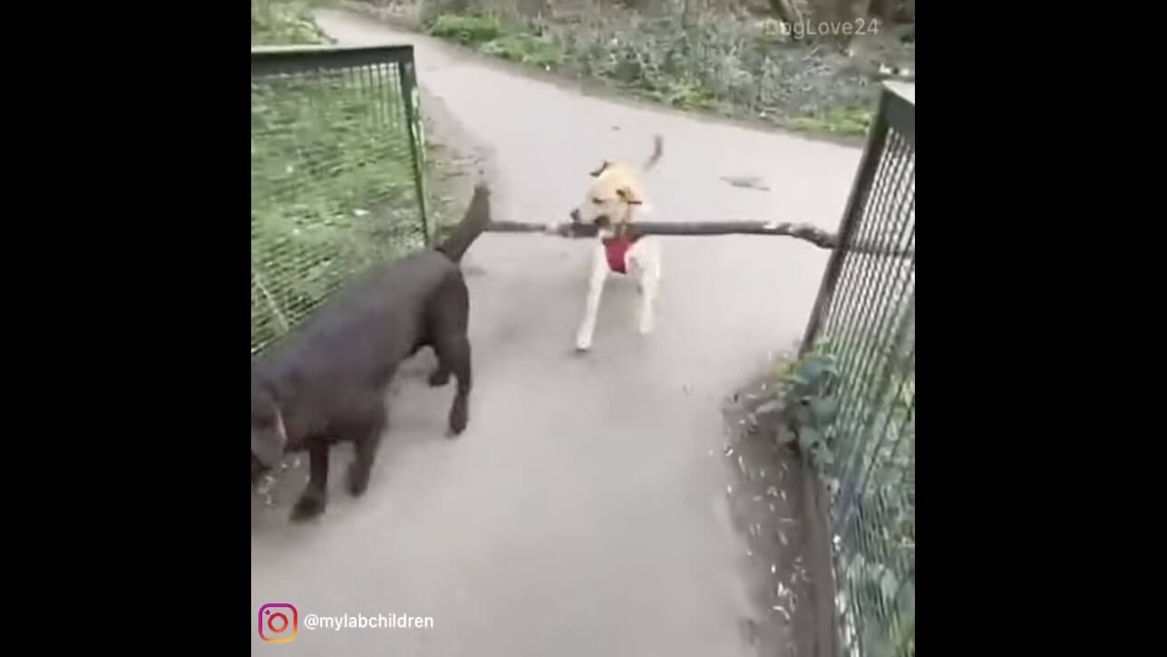 ラブラドールレトリーバー,動画