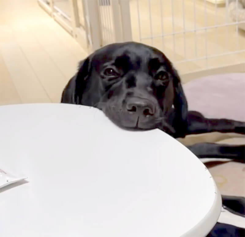 ラブラドールレトリーバー,動画