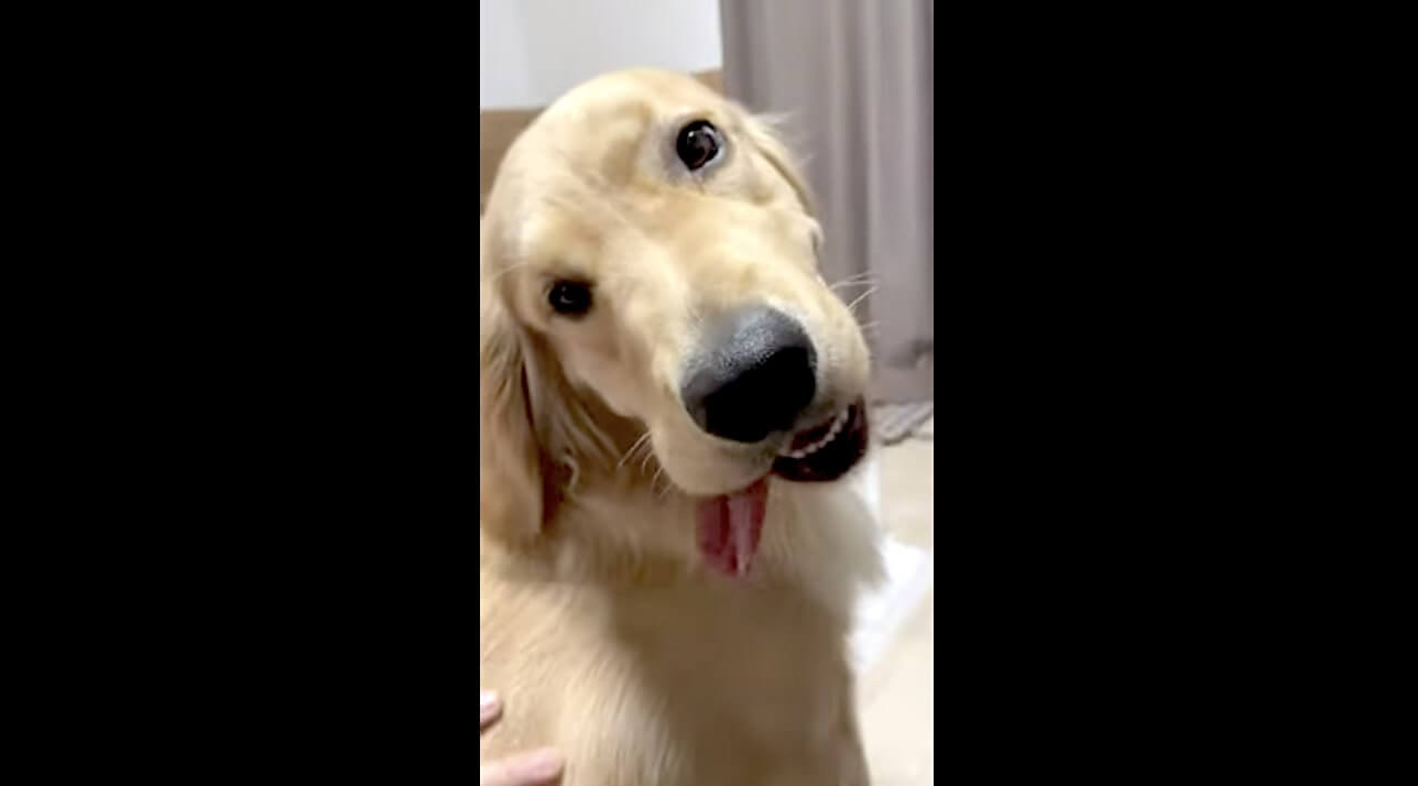 ゴールデンレトリーバー,動画