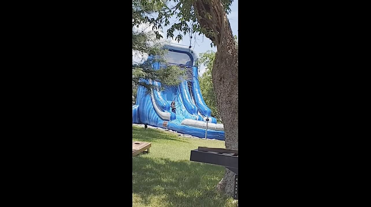 ラブラドールレトリーバー,動画