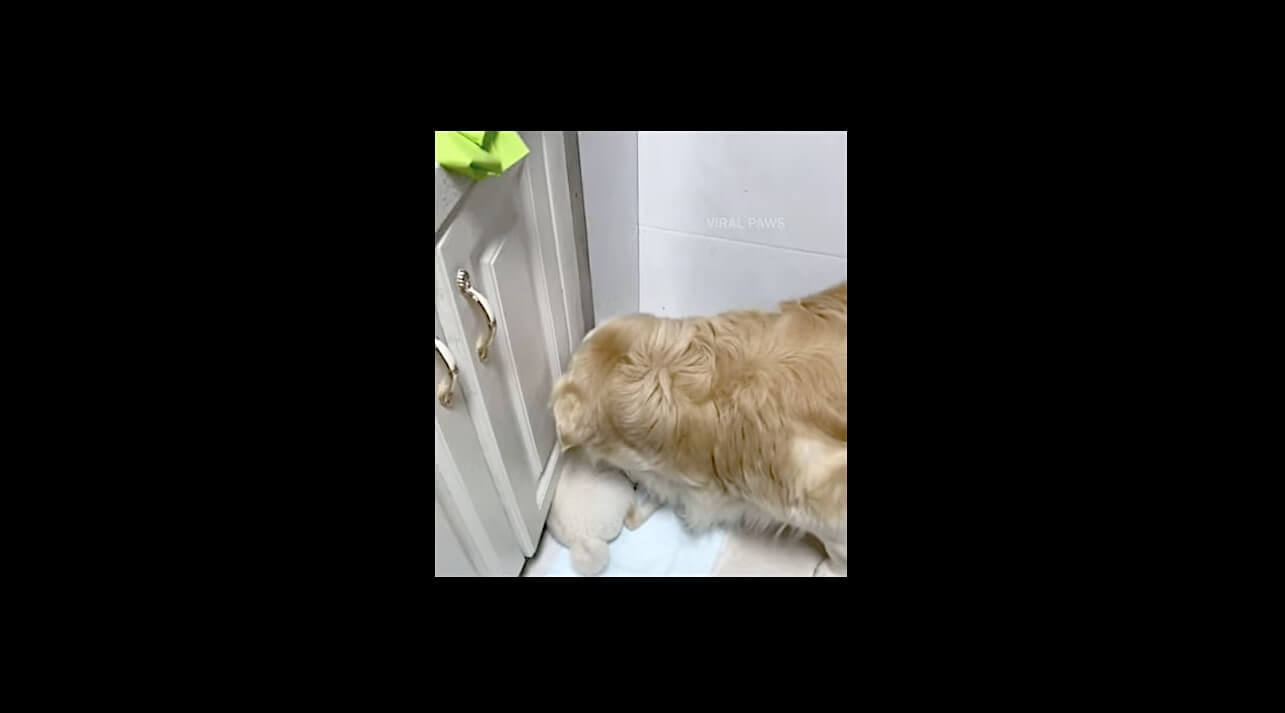 ゴールデンレトリーバー,動画