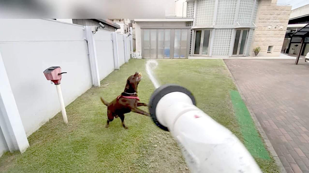 ラブラドールレトリーバー,動画