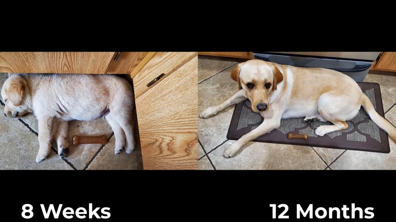 ラブラドールレトリーバー,動画