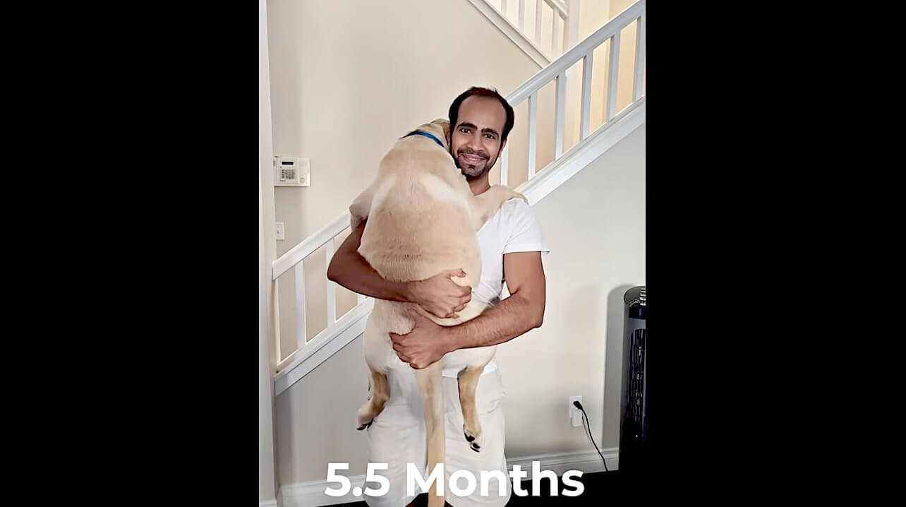 ラブラドールレトリーバー,動画