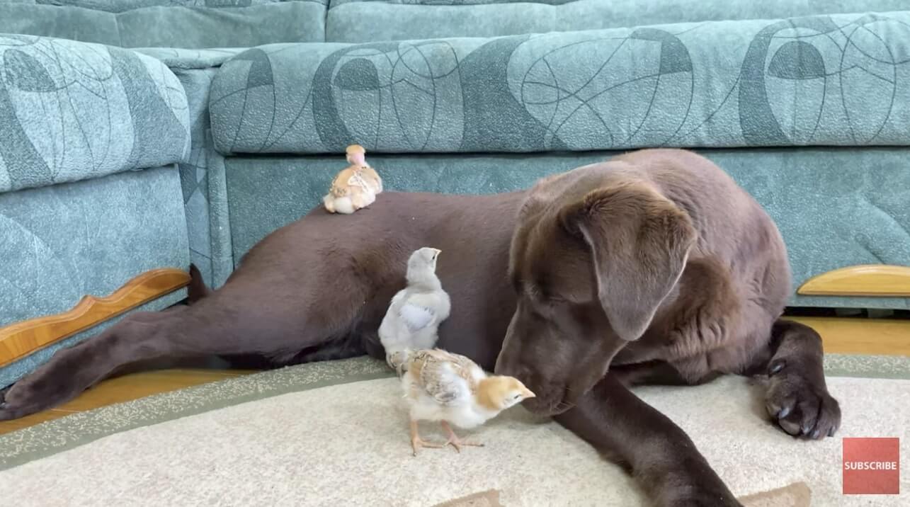 ラブラドールレトリーバー,動画