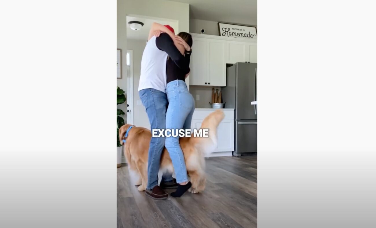 ゴールデンレトリーバー,動画